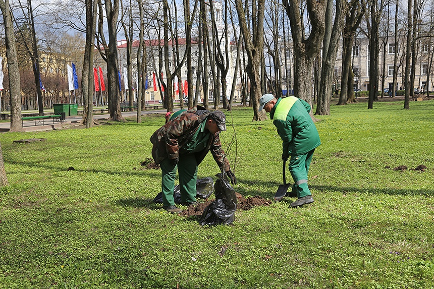 Компенсационная посадка деревьев Компенсационная посадка деревьев