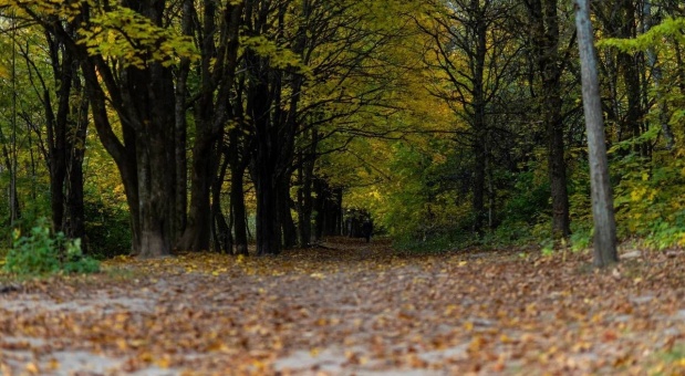В Реадовском парке Смоленска создадут современный лыжный маршрут и спортивный кластер