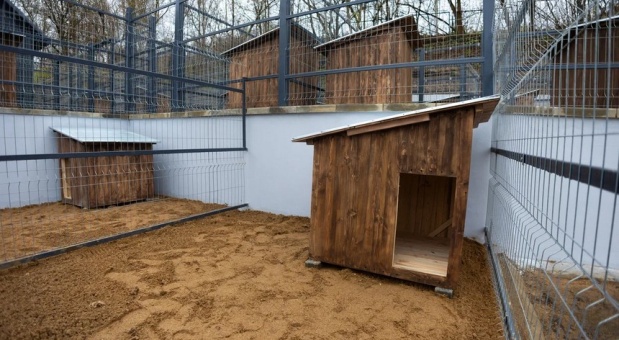 В Смоленске построили первый специализированный пункт содержания безнадзорных животных