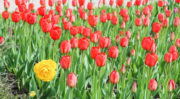 К 8 марта в Смоленске организованы бесплатные торговые места для продажи цветов