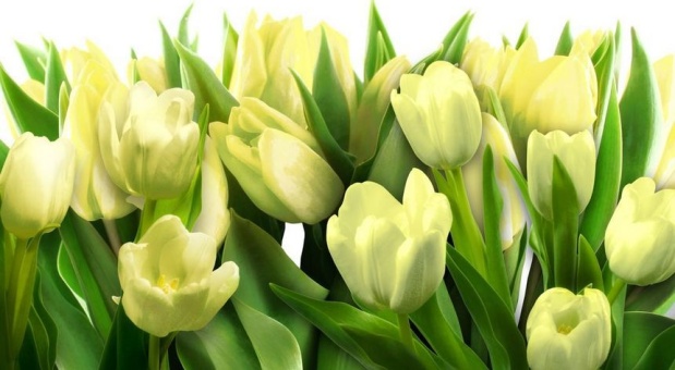 Александр Новиков поздравил женщин с 8 Марта