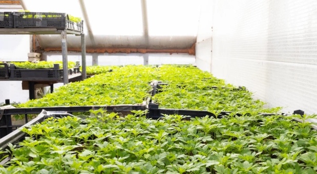 Смоленск готовится к весенней высадке цветов